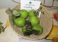 Hrušeň obecná 'Císařská letní' (Pyrus communis)