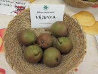 Hrušeň obecný 'Hájenka' (Pyrus communis)