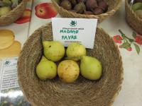 Hrušeň obecná 'Madame Favre' (Pyrus communis)