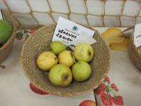Hrušeň obecná 'Děkanka červencová' (Pyrus communis)