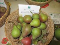 Hrušeň obecná 'Kozačka štuttgartská' (Pyrus communis)