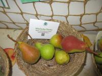 Hrušeň obecná 'Máslovka římská' (Pyrus communis)