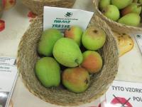 Hrušeň obecná 'Madame Treyve' (Pyrus communis)