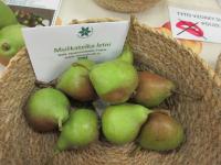 Hrušeň obecná 'Muškatelka letní' (Pyrus communis)