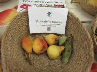 Hrušeň obecná 'Muškatelka turecká' (Pyrus communis)