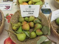 Hrušeň obecná 'Muškatelka pravá' (Pyrus communis)