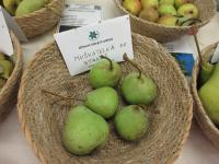 Hrušeň obecná 'Muškatelka ze Stráně' (Pyrus communis)