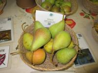 Hrušeň obecná 'Sírová' (Pyrus communis)
