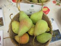 Hrušeň obecná 'Sírová' (Pyrus communis)
