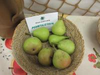 Hrušeň obecná 'Mortilletova' (Pyrus communis)