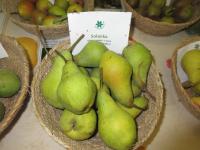 Hrušeň obecná 'Solanka' (Pyrus communis)