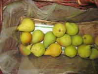 Hrušeň obecná 'Solanka' (Pyrus communis)