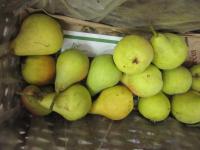 Hrušeň obecná 'Solanka' (Pyrus communis)