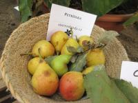 Hrušeň obecná 'Petržilka' (Pyrus communis)
