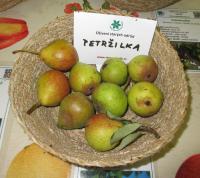 Hrušeň obecná 'Petržilka' (Pyrus communis)