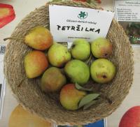 Hrušeň obecná 'Petržilka' (Pyrus communis)