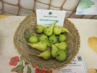 Hrušeň obecná 'Nagevicova' (Pyrus communis)