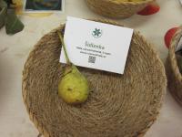 Hrušeň obecná 'Šídlenka' (Pyrus communis)