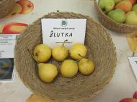 Hrušeň obecná 'Vavřinečka žlutá' (Pyrus communis)
