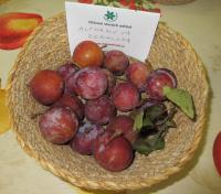 Slivoň švestka 'Althanova renkloda' (Prunus domestica)