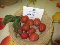 Slivoň švestka 'Babče' (Prunus domestica)