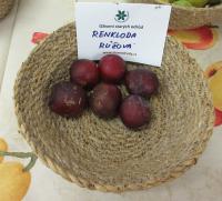 Slivoň švestka 'Renkloda růžová' (Prunus domestica)