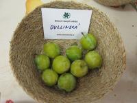 Slivoň švestka 'Oullinská' (Prunus domestica)