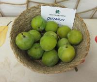 Slivoň švestka 'Ontario' (Prunus domestica)