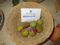 Slivoň švestka 'Wazonova renklóda' (Prunus domestica)