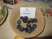 Slivoň švestka 'Zimmerova' (Prunus domestica)