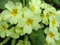 Prvosenka bezlodyžná (Primula vulgaris)