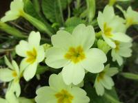 Prvosenka bezlodyžná (Primula vulgaris)