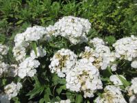 Hvozdík vousatý 'Albus' (Dianthus barbatus)