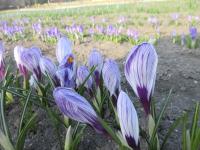 Šafrán jarní 'Pickwick' (Crocus vernus)
