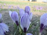 Šafrán jarní 'Pickwick' (Crocus vernus)