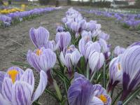 Šafrán jarní 'Pickwick' (Crocus vernus)