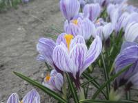 Šafrán jarní 'Pickwick' (Crocus vernus)