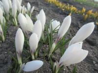 Šafrán jarní 'Jeanne d' Arc' (Crocus vernus)