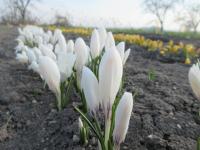 Šafrán jarní 'Jeanne d' Arc' (Crocus vernus)