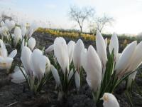 Šafrán jarní 'Jeanne d' Arc' (Crocus vernus)