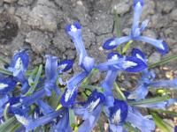 Kosatec síťkovaný 'Clairette' (Iris reticulata)