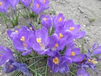 Šafrán jarní 'Blue Ocean' (Crocus vernus)