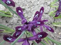 Kosatec síťkovaný 'Pauline'