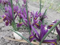 Kosatec síťkovaný 'JS Dijt'