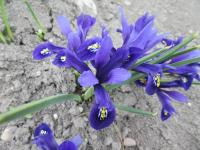 Kosatec síťkovaný 'Pixie'