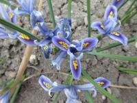 Kosatec síťkovaný 'Angela'