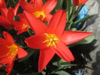 Tulipán Kaufmannův 'Scarlet Baby' - Kaufmanniana tulipány