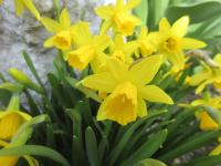 Narcis 'Tete a Tete'
