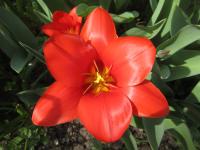 Tulipán Kaufmannův 'Showwinner'