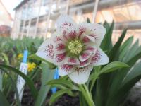 Čemeřice východní 'Double Ellen Spotted White'